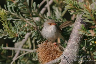 Superb Fairy-wren 3161.jpg