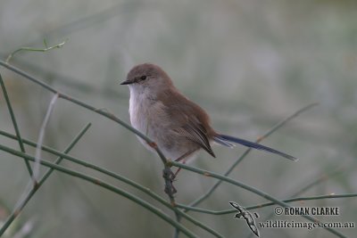 Superb Fairy-wren 3581.jpg