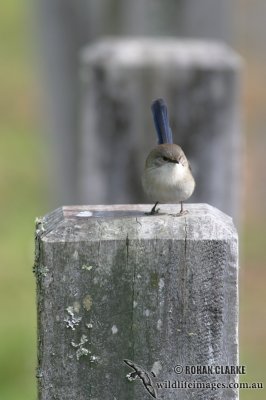 Superb Fairy-wren 4102.jpg