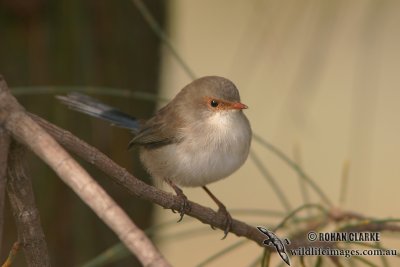 Superb Fairy-wren 4999.jpg