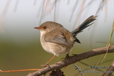 Superb Fairy-wren 5002.jpg