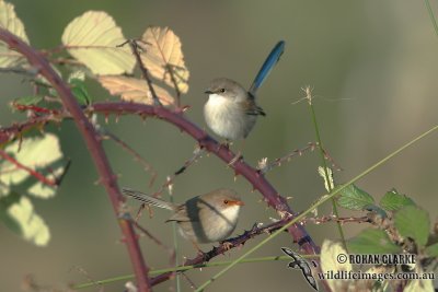 Superb Fairy-wren 6541.jpg