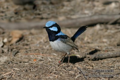 Superb Fairy-wren 7565.jpg