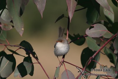 Superb Fairy-wren 7596.jpg