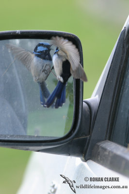 Superb Fairy-wren 7685.jpg