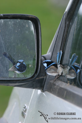 Superb Fairy-wren 7689.jpg