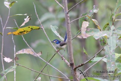 Lovely Fairy-wren 3390.jpg