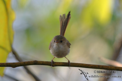 Red-backed Fairy-wren 7931.jpg