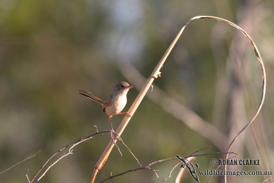 Red-backed Fairy-wren 8774.jpg