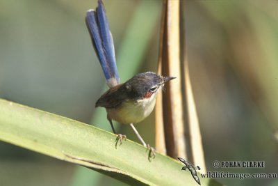 Purple-crowned Fairy-wren s1593.jpg