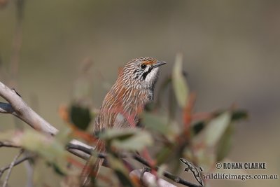 Striated Grasswren 9914.jpg