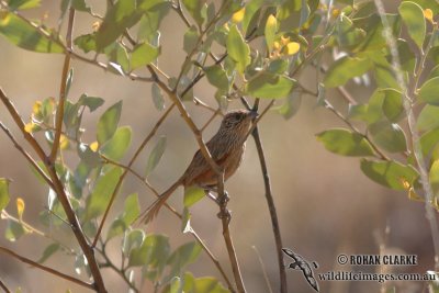 Kalkadoon Grasswren 7734.jpg