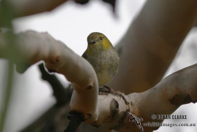 Forty-spotted Pardalote 3537.jpg