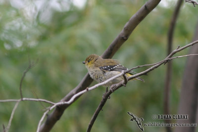 Forty-spotted Pardalote 3540.jpg