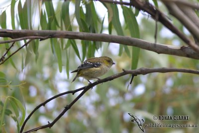 Forty-spotted Pardalote 3547.jpg