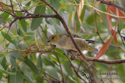 Forty-spotted Pardalote 3551.jpg