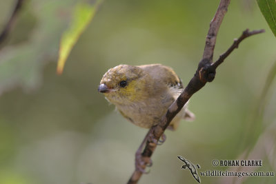 Forty-spotted Pardalote 3566.jpg