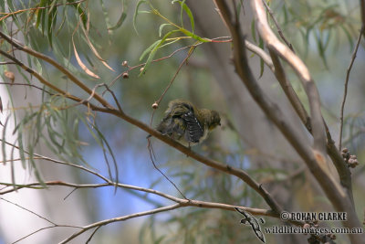 Forty-spotted Pardalote 3586.jpg