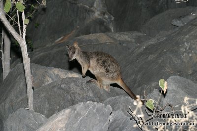 Allied Rock-wallaby 0044.jpg