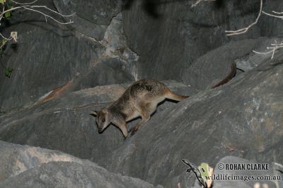 Allied Rock-wallaby 0045.jpg