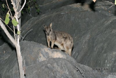 Allied Rock-wallaby