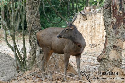 Sambar Deer 2350.jpg