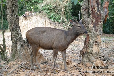 Sambar Deer 2351.jpg