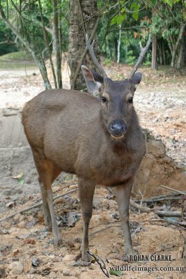 Sambar Deer 2354.jpg