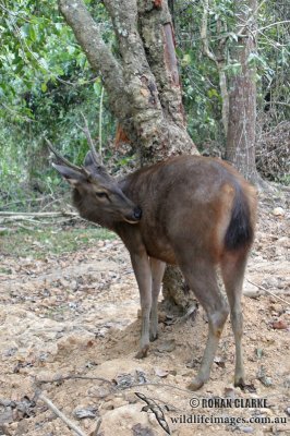 Sambar Deer 2355.jpg
