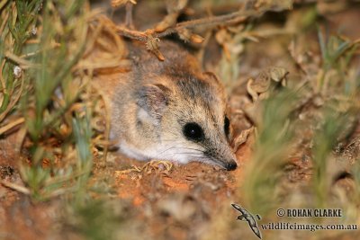 Fat-tailed Dunnart 1113.jpg