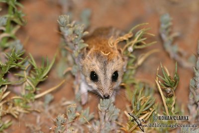 Fat-tailed Dunnart 1115.jpg