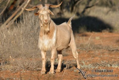 Feral Goat and Feral Pig