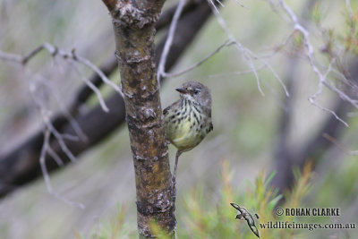 White-browed Scrubwren 1784.jpg