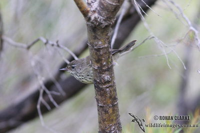 White-browed Scrubwren 1788.jpg