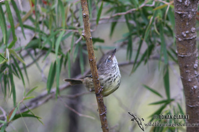 White-browed Scrubwren 1797.jpg