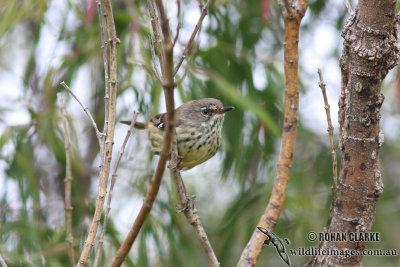 White-browed Scrubwren 1801.jpg