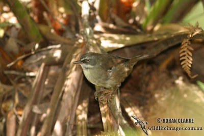 White-browed Scrubwren 2800.jpg