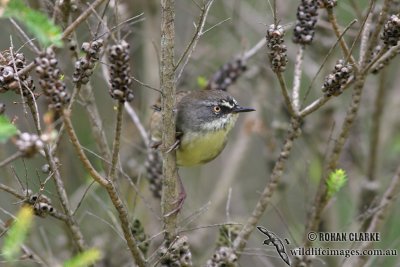 White-browed Scrubwren 4490.jpg