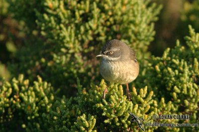 White-browed Scrubwren 4902.jpg