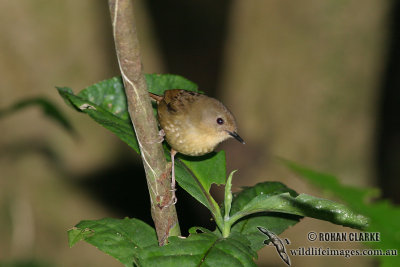 Atherton Scrubwren 7986.jpg