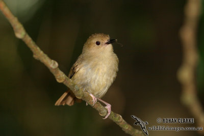 Large-billed Scrubwren 9446.jpg