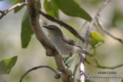 Dusky Gerygone 8909.jpg