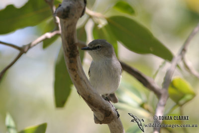 Dusky Gerygone 8910.jpg