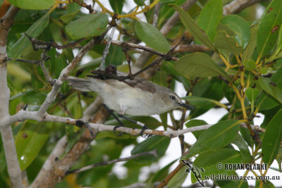 Dusky Gerygone 9056.jpg