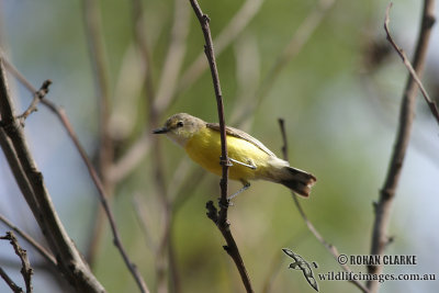 White-throated Gerygone 2135.jpg