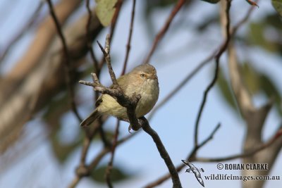 Weebill 0777.jpg