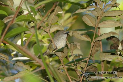 Mountain Thornbill 9648.jpg