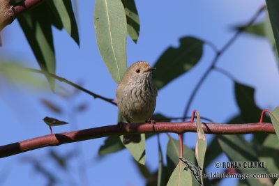 Brown Thornbill 0815.jpg