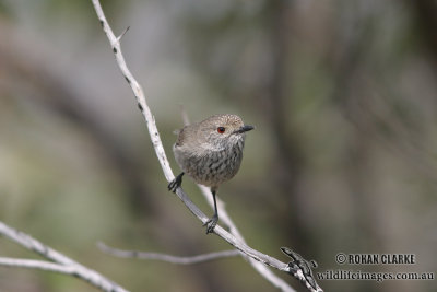 Inland Thornbill 0009.jpg