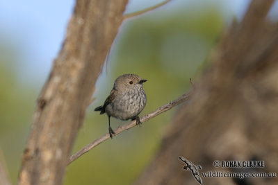 Inland Thornbill 0071.jpg